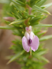 Muraltia ericifolia