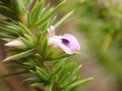 Muraltia ericifolia