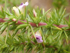 Muraltia ericifolia