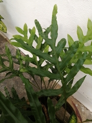 Drynaria volkensii