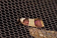 Telecrates laetiorella