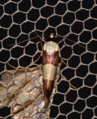 Telecrates laetiorella