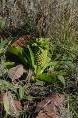 Eucomis autumnalis clavata