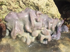 Eudistoma hepaticum