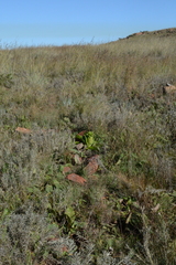 Eucomis autumnalis clavata
