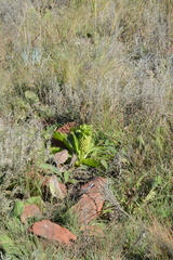 Eucomis autumnalis clavata