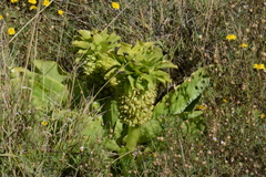 Eucomis autumnalis clavata
