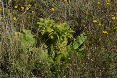 Eucomis autumnalis clavata