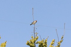 Passer montanus
