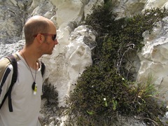 Veronica maccaskillii