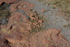 Mossia intervallaris