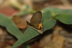 Hypocysta pseudirius