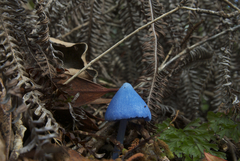 Entoloma hochstetteri