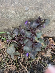 Viola riviniana