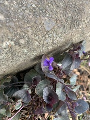Viola riviniana