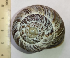 Codringtonia codringtonii