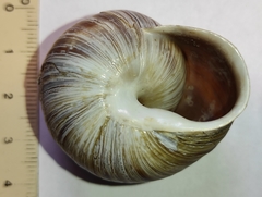 Codringtonia codringtonii