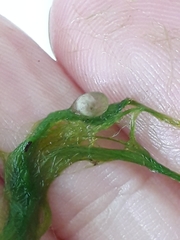 Lissotriton vulgaris