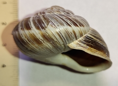 Codringtonia codringtonii