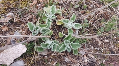 Marrubium incanum