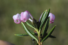 Andromeda polifolia