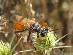 Sphex flavipennis
