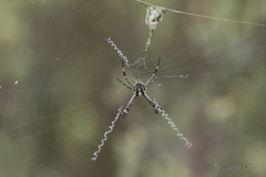 Argiope bullocki
