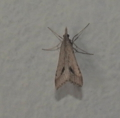 Diasemia