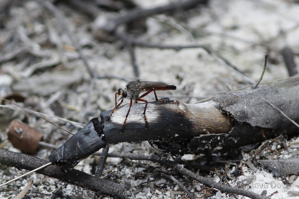 Dakinomyia secuta