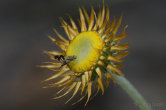 Austrotephritis protrusa