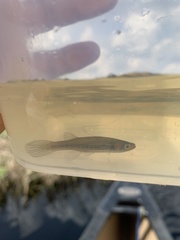Fundulus lineolatus