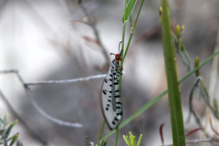 Myrmeleon erythrocephalus