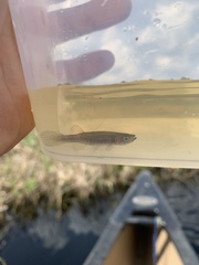 Fundulus lineolatus