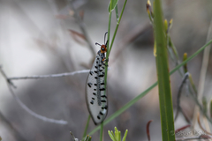 Myrmeleon erythrocephalus