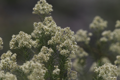 Cassinia laevis