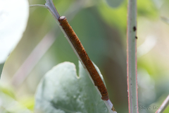 Pholodes sinistraria