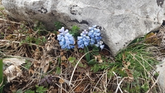 Hyacinthella dalmatica