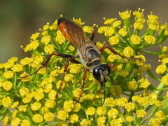 Sphex flavipennis