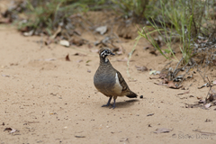 Geophaps scripta scripta