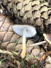 Strobilurus esculentus