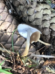 Strobilurus esculentus