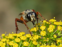 Sphex flavipennis