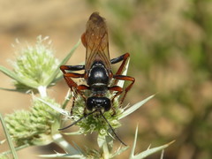 Sphex flavipennis