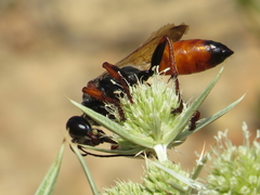 Sphex flavipennis