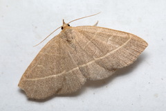 Trisateles emortualis