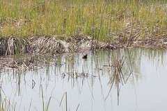 Tachybaptus ruficollis