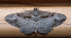 Alcis deversata