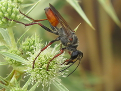Sphex flavipennis