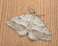 Perizoma parallelolineatum