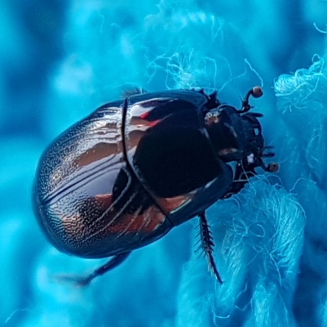 Hypocaccus dimidiatus dimidiatus